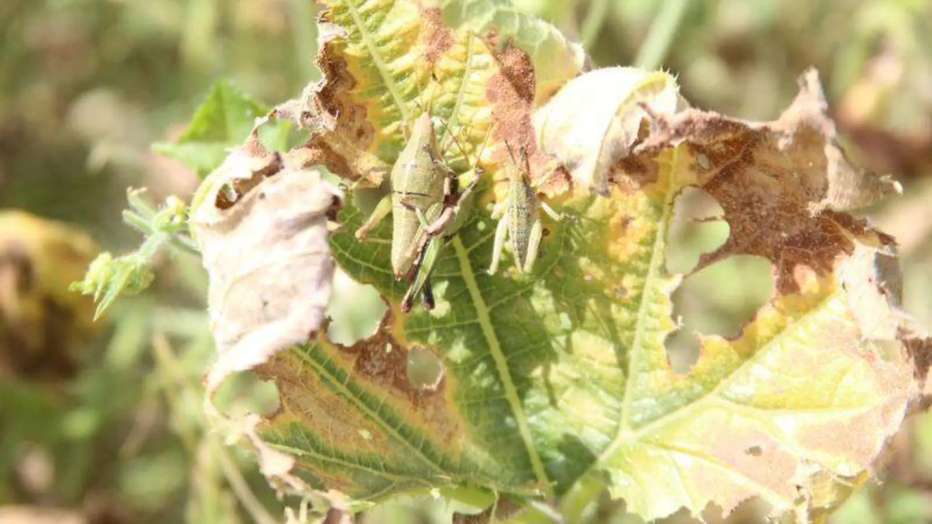 Texoloc combate plaga de chapulín 2